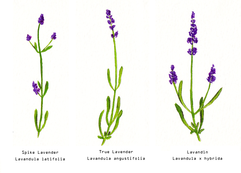 Perbedaan fisik Spike Lavender, True Lavender & Lavandin
