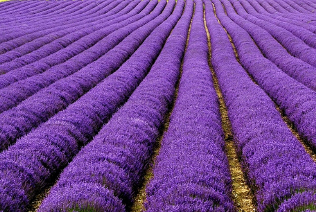 Clonal Lavender