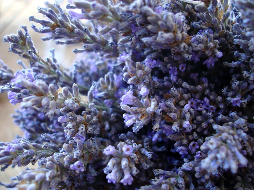 True (population) Lavender